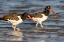 Picture of AMERICAN OYSTER CATCHERS IN FORT DESOTO STATE PARK-FLORIDA-USA