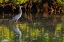 Picture of GREAT BLUE HERON IN DING DARLING NATIONAL WILDLIFE REFUGE ON SANIBEL ISLAND-FLORIDA-USA
