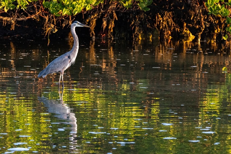 Picture of GREAT BLUE HERON IN DING DARLING NATIONAL WILDLIFE REFUGE ON SANIBEL ISLAND-FLORIDA-USA