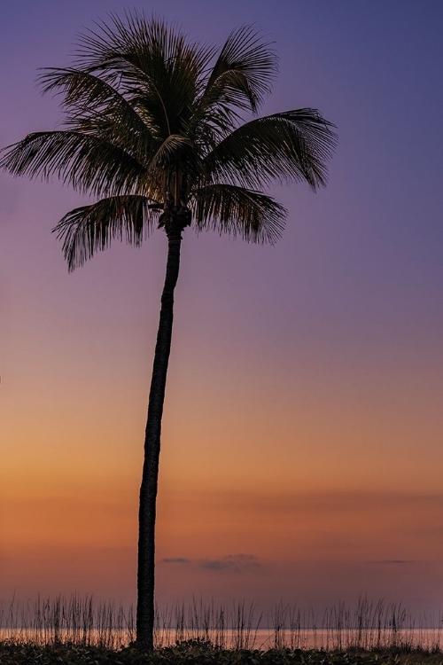 Picture of PALM TREE SILHOUETTED AGAINST THE SUNRISE ON SANIBEL ISLAND-FLORIDA-USA