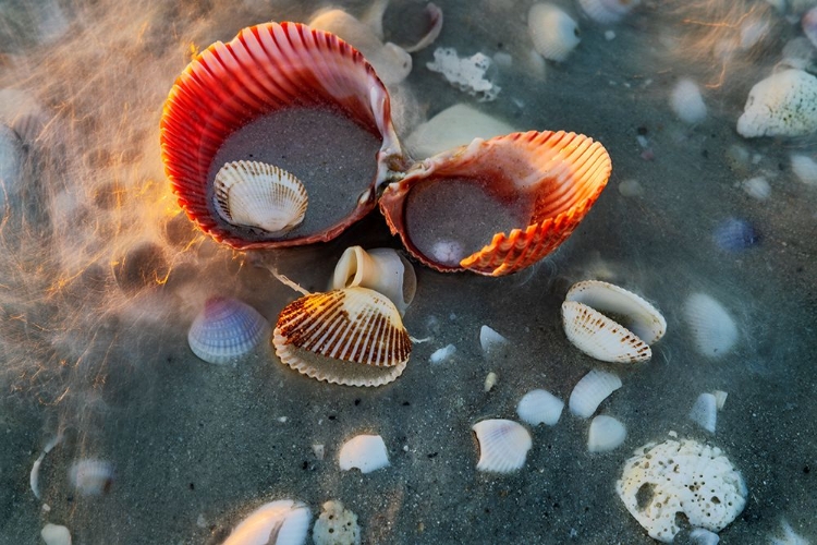 Picture of INCOMING SURF AND SEASHELLS ON SANIBEL ISLAND-FLORIDA-USA