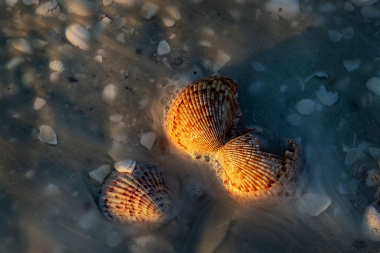 Picture of INCOMING SURF AND SEASHELLS ON SANIBEL ISLAND-FLORIDA-USA