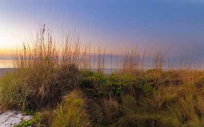 Picture of DUNE SUNFLOWERS AND SEA OATS ALONG SANIBEL ISLAND BEACH IN FLORIDA-USA