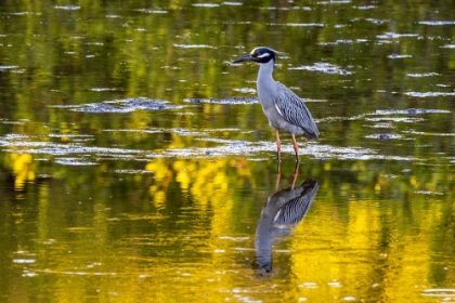 Picture of YELLOW CROWNED NIGHT HERON IN DING DARLING NATIONAL WILDLIFE REFUGE ON SANIBEL ISLAND-FLORIDA-USA