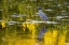 Picture of YELLOW CROWNED NIGHT HERON IN DING DARLING NATIONAL WILDLIFE REFUGE ON SANIBEL ISLAND-FLORIDA-USA