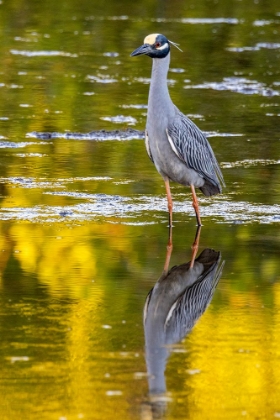 Picture of YELLOW CROWNED NIGHT HERON IN DING DARLING NATIONAL WILDLIFE REFUGE ON SANIBEL ISLAND-FLORIDA-USA