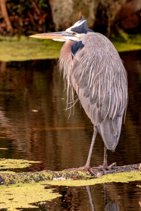 Picture of GREAT BLUE HERON-LAKELAND-FLORIDA