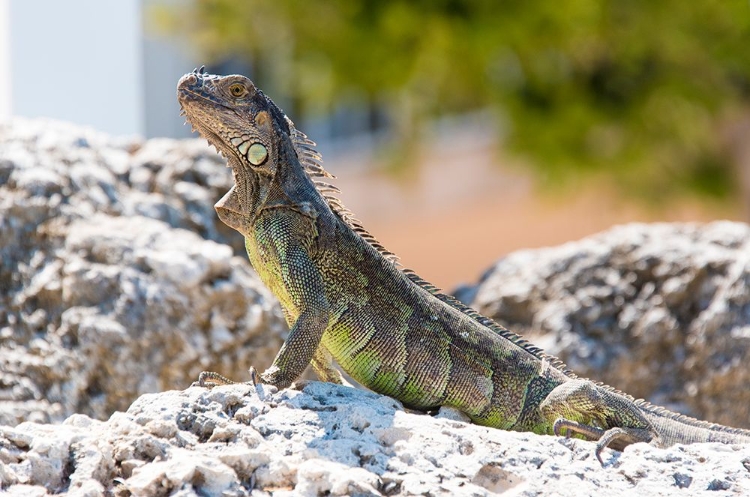 Picture of USA-FLORIDA-FLORIDA KEYS-KEY LARGO. GREEN IGUANA STRIKES NOBLE POSE ON BULKHEAD