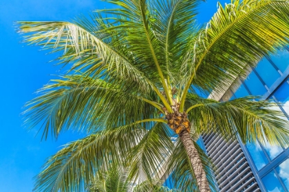 Picture of PALM TREE FRONDS-MIAMI BEACH-FLORIDA.