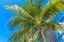 Picture of PALM TREE FRONDS-MIAMI BEACH-FLORIDA.