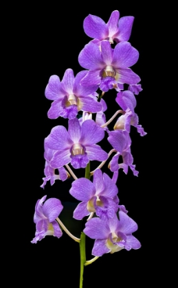 Picture of PURPLE ORCHIDS BLACK BACKGROUND-HONOLULU-HAWAII.