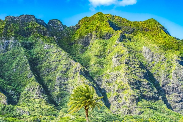 Picture of PALM TREE-KO?OLAU REGIONAL PARK-NORTH SHORE-OAHU-HAWAII