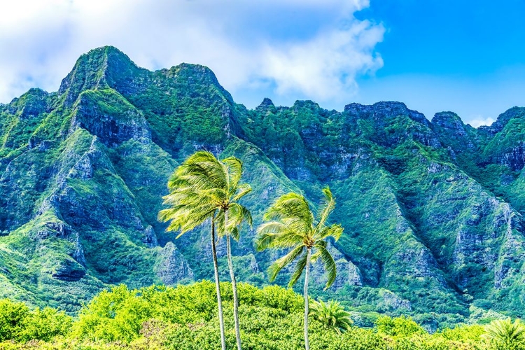 Picture of PALM TREES-KO?OLAU REGIONAL PARK-NORTH SHORE-OAHU-HAWAII