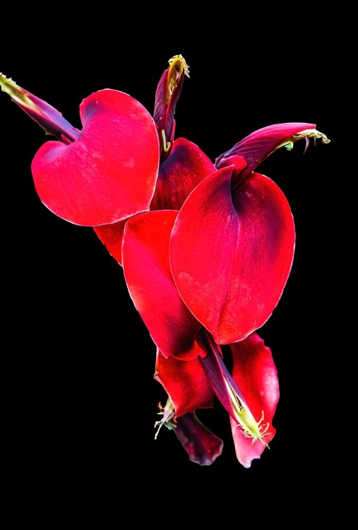 Picture of RED CORAL TREE-OAHU-HAWAII.