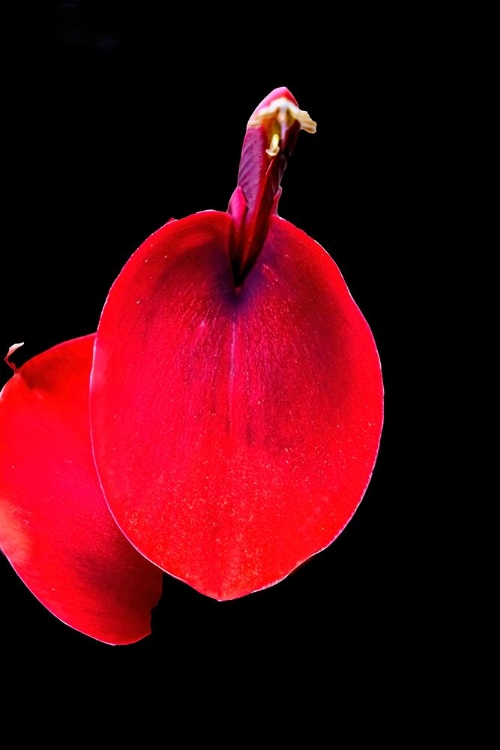 Picture of RED CORAL TREE-OAHU-HAWAII.