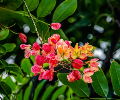 Picture of RAINBOW SHOWER TREE-OAHU-NORTH SHORE-HAWAII