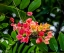 Picture of RAINBOW SHOWER TREE-OAHU-NORTH SHORE-HAWAII