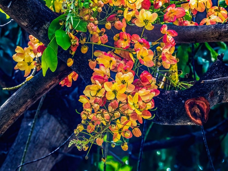 Picture of RAINBOW SHOWER TREE-OAHU-NORTH SHORE-HAWAII