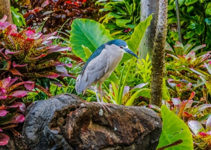 Picture of BLACK-CROWNED NIGHT HERON FISHING-WAIKIKI-HONOLULU-HAWAII.