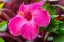 Picture of HIBISCUS FLOWERS-OAHU-HAWAII.