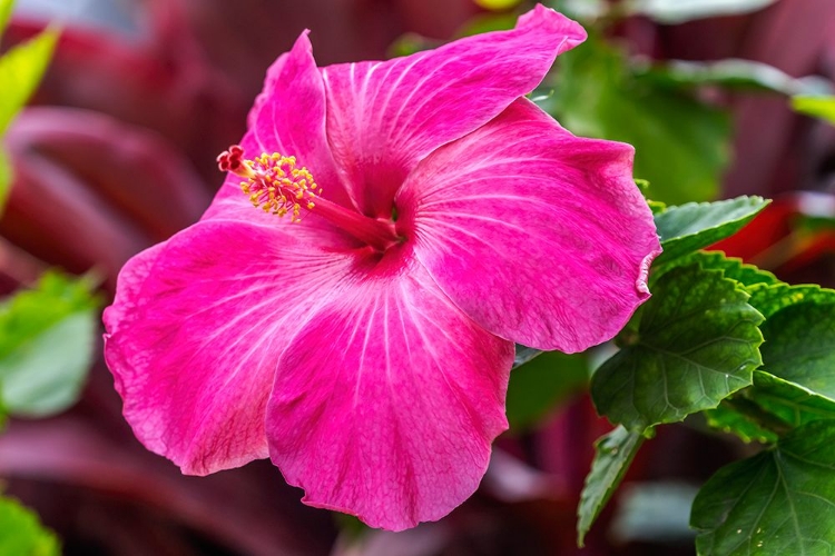 Picture of HIBISCUS FLOWERS-OAHU-HAWAII.