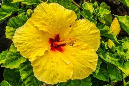 Picture of HIBISCUS FLOWERS-WAIKIKI-OAHU-HAWAII.