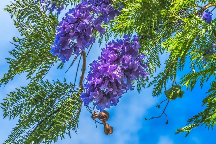 Picture of BLUE JACARANDA FLOWERS-WAIKIKI-HONOLULU-HAWAII.