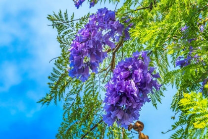 Picture of BLUE JACARANDA FLOWERS-WAIKIKI-HONOLULU-HAWAII.