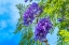 Picture of BLUE JACARANDA FLOWERS-WAIKIKI-HONOLULU-HAWAII.