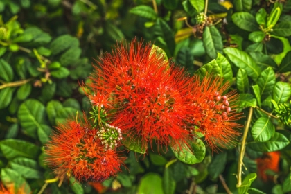 Picture of RED OHIA LEHUA FLOWER-WAIKIKI-HONOLULU-HAWAII.