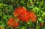Picture of RED OHIA LEHUA FLOWER-WAIKIKI-HONOLULU-HAWAII.