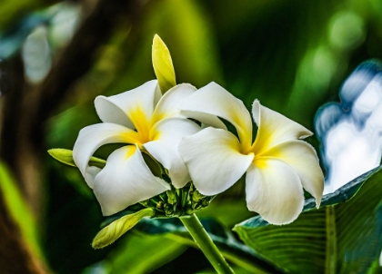 Picture of WHITE YELLOW FRANGIPANI PLUMERIA-WAIKIKI-HONOLULU-HAWAII.
