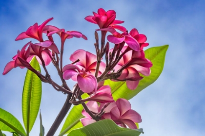 Picture of PINK YELLOW FRANGIPANI PLUMERIA-WAIKIKI-HONOLULU-HAWAII.