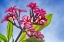 Picture of PINK YELLOW FRANGIPANI PLUMERIA-WAIKIKI-HONOLULU-HAWAII.