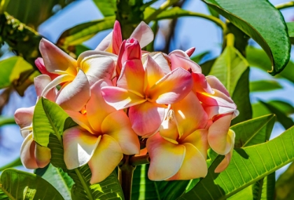 Picture of WHITE YELLOW PINK FRANGIPANI PLUMERIA-WAIKIKI-HONOLULU-HAWAII.