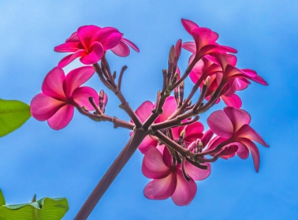 Picture of PINK FRANGIPANI PLUMERIA-WAIKIKI-HONOLULU-HAWAII.