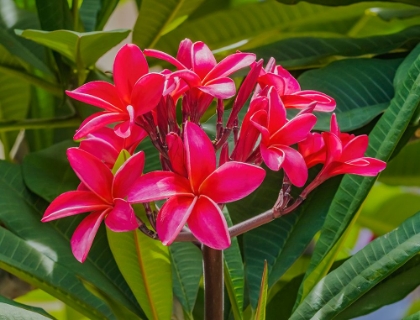 Picture of RED FRANGIPANI PLUMERIA-WAIKIKI-HONOLULU-HAWAII.