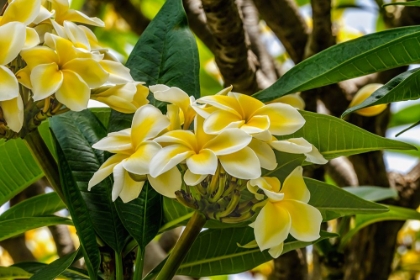 Picture of WHITE YELLOW FRANGIPANI PLUMERIA-WAIKIKI-HONOLULU-OAHU-HAWAII.