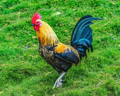 Picture of RED JUNGLEFOWL ROOSTER-OAHU-HAWAII.