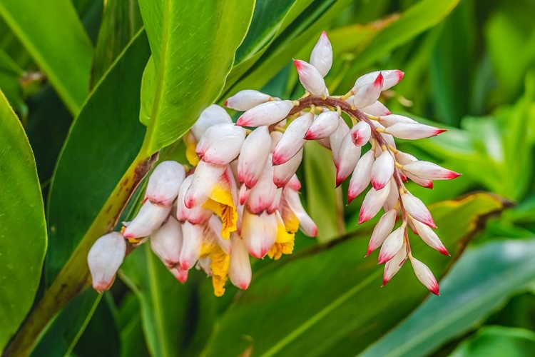 Picture of GINGER FLOWERS-WAIKIKI-HONOLULU-HAWAII.