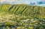 Picture of MANOA VALLEY HOUSES-HONOLULU-HAWAII.