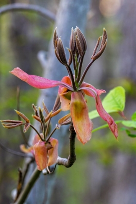 Picture of SHAGBARK HICKORY TREE FLOWERS IN STARVED ROCK STATE PARK-ILLINOIS-USA