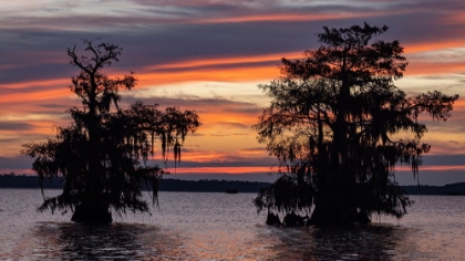 Picture of CYPRESS TREES SILHOUETTED AT SUNRISE IN AUTUMN AT LAKE DAUTERIVE NEAR LOREAUVILLE-LOUISIANA-USA