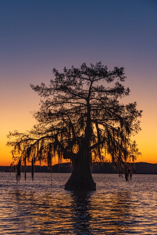 Picture of CYPRESS TREES SILHOUETTED AT SUNRISE IN AUTUMN AT LAKE DAUTERIVE NEAR LOREAUVILLE-LOUISIANA-USA