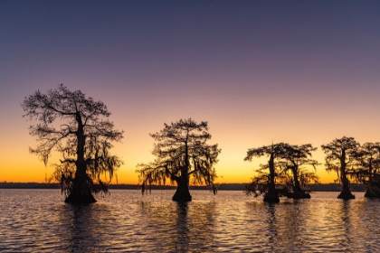 Picture of CYPRESS TREES SILHOUETTED AT SUNRISE IN AUTUMN AT LAKE DAUTERIVE NEAR LOREAUVILLE-LOUISIANA-USA