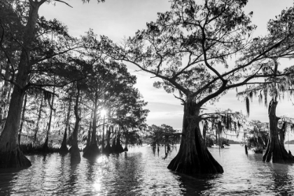 Picture of CYPRESS TREES IN AUTUMN AT LAKE DAUTERIVE NEAR LOREAUVILLE-LOUISIANA-USA