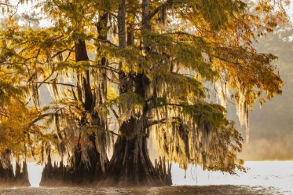 Picture of CYPRESS TREES IN AUTUMN AT LAKE DAUTERIVE NEAR LOREAUVILLE-LOUISIANA-USA