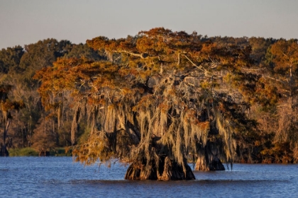 Picture of CYPRESS TREES IN AUTUMN AT LAKE DAUTERIVE NEAR LOREAUVILLE-LOUISIANA-USA