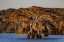 Picture of CYPRESS TREES IN AUTUMN AT LAKE DAUTERIVE NEAR LOREAUVILLE-LOUISIANA-USA