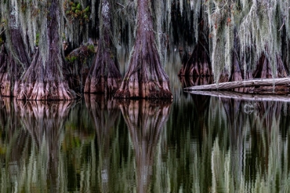 Picture of CYPRESS TREES REFLECT AT LAKE MARTIN NEAR LAFAYETTE-LOUISIANA-USA